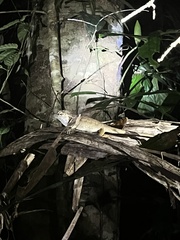 Calotes emma