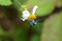 Thyreus himalayensis