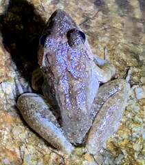 Limnonectes blythii