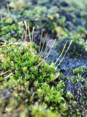 Tortula muralis