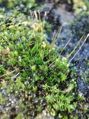 Tortula muralis
