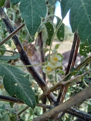 Cardiospermum halicacabum