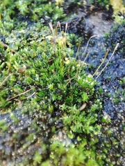 Tortula muralis