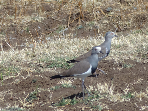 Black-winged Lapwing