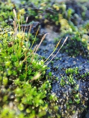 Tortula muralis