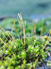 Tortula muralis