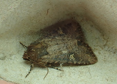 Mesapamea secalis