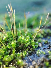 Tortula muralis