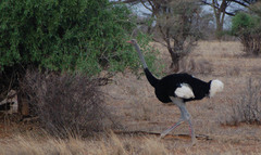 Struthio molybdophanes