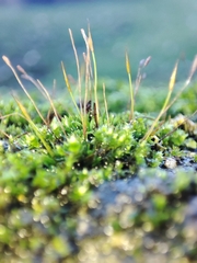 Tortula muralis
