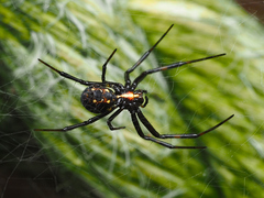 Nephilengys malabarensis