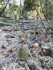 Passiflora pentaschista
