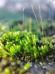 Tortula muralis
