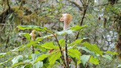 Arisaema nepenthoides