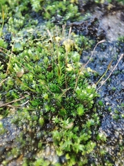 Tortula muralis