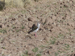 Vanellus resplendens