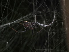 Nephilengys malabarensis