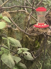 Heliodoxa imperatrix