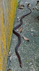 Oxyrhopus clathratus