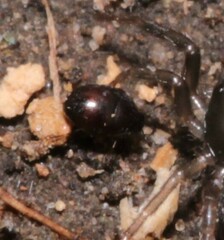 Abraeinae