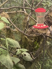 Heliodoxa imperatrix