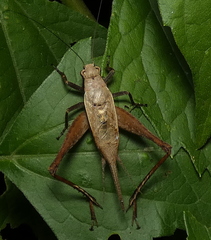 Eneoptera surinamensis