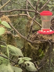 Heliodoxa imperatrix