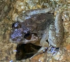 Limnonectes blythii