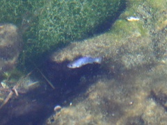 Cyprinodon nevadensis