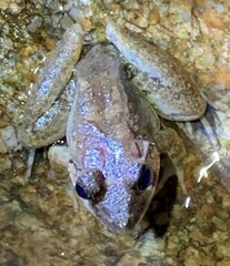 Limnonectes blythii