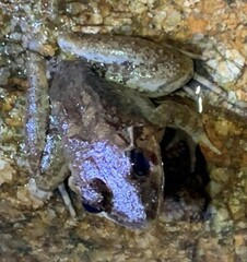 Limnonectes blythii