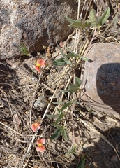 Macroptilium gibbosifolium