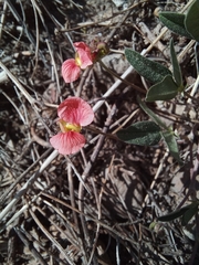 Macroptilium gibbosifolium