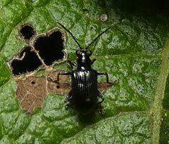Lemini