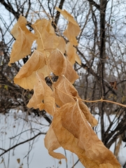 Smilax lasioneura