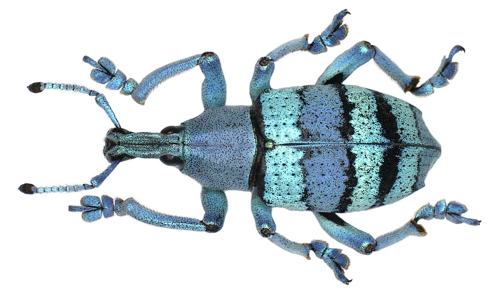 Eupholus