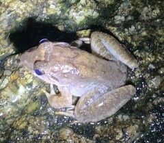 Limnonectes blythii