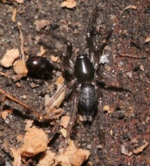 Abraeinae