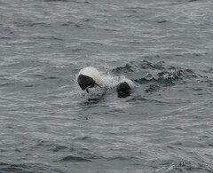 Cephalorhynchus commersonii