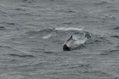 Cephalorhynchus commersonii