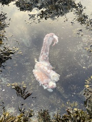 Enteroctopus dofleini