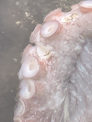 Enteroctopus dofleini