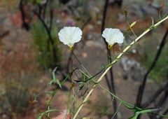 Calystegia macrostegia tenuifolia