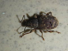 Otiorhynchus crataegi
