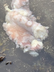 Enteroctopus dofleini