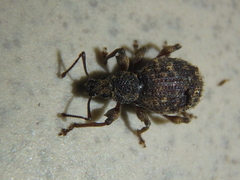 Otiorhynchus crataegi