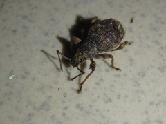 Otiorhynchus crataegi