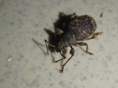 Otiorhynchus crataegi