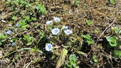 Gentiana squarrosa