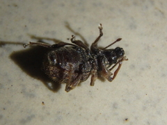 Otiorhynchus crataegi